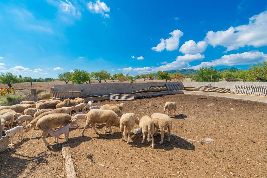 Granja Villa Inca  Ngoại thất bức ảnh